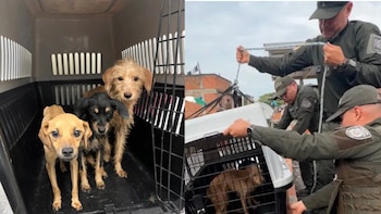 Funcionarios de la Policía Ambiental y la Uaepa rescataron tres perros en estado crítico de abandono en el barrio Compartir de Cali, durante el primer operativo realizado bajo la Ley Ángel para proteger animales en riesgo dentro de una vivienda - crédito Alcaldía de Cali