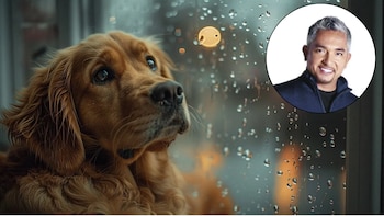 César Millán alerta sobre los signos que pueden revelar tristeza en tu perro pero que pueden pasar desapercibidos