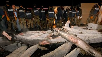 Cuando la Marina encontró cocaína