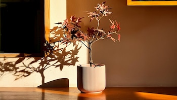 Tres árboles ideales para maceta que florecen en otoño e invierno en Argentina