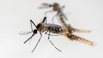 Chile refuerza su alerta sanitaria