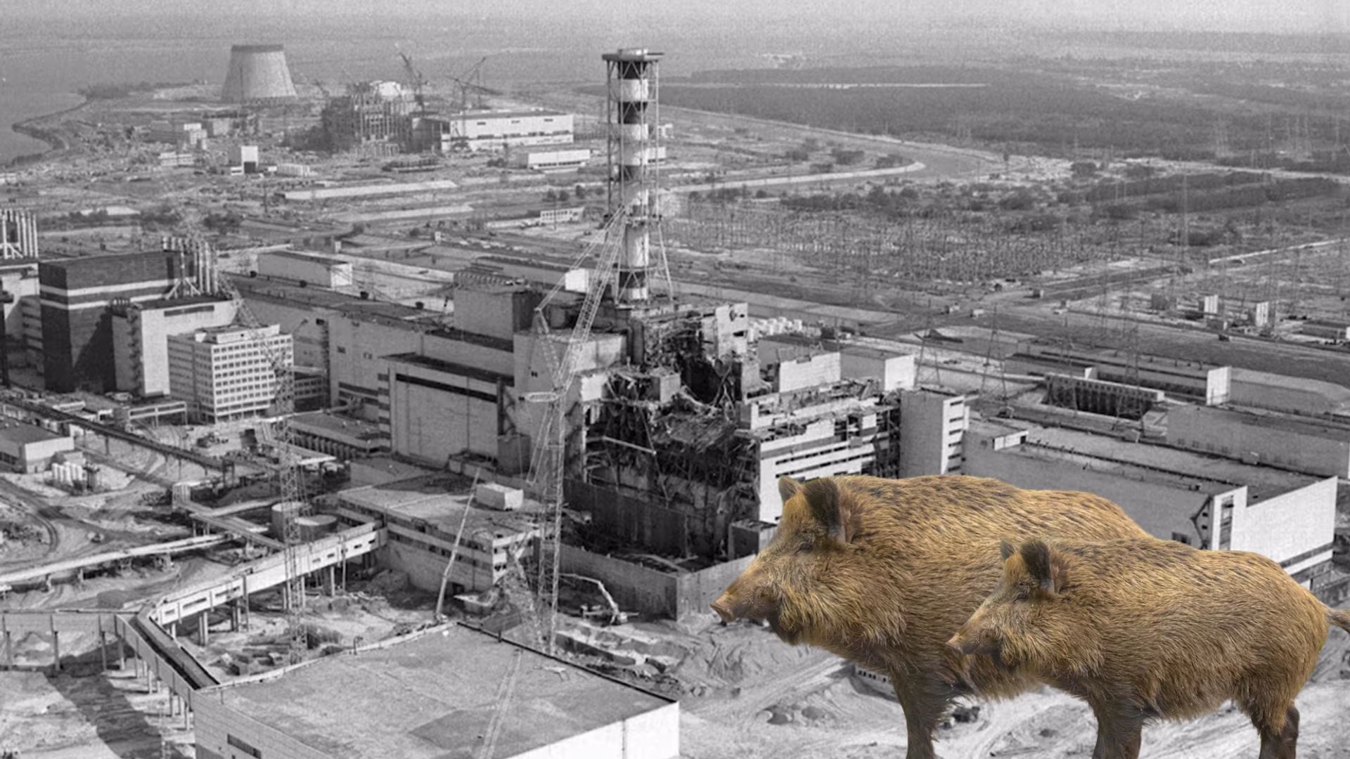 La radiación presente en estos animales proviene de su alimentación. / Imagen de archivo