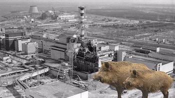 Los animales más radiactivos de Chernóbil son los jabalíes, que ya superan a los lobos y perros