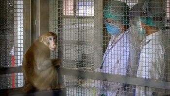 This picture taken on May 23, 2020 shows a laboratory monkey interacting with employees in the breeding centre for cynomolgus macaques (longtail macaques) at the National Primate Research Center of Thailand at Chulalongkorn University in Saraburi. - After conclusive results on mice, Thai scientists from the centre have begun testing a COVID-19 novel coronavirus vaccine candidate on monkeys, the phase before human trials. (Photo by Mladen ANTONOV / AFP)