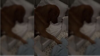 Winston les sigue hasta la