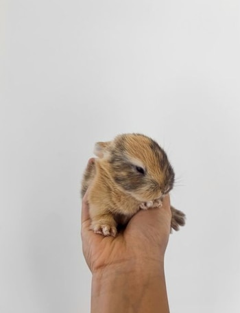 Honeybun le guardaba un secreto