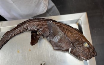 Un tiburón gatita (Notorynchus cepedianus) de color marrón oscuro y textura arrugada yace sobre una bandeja metálica, mostrando su ojo claro y aleta pectoral