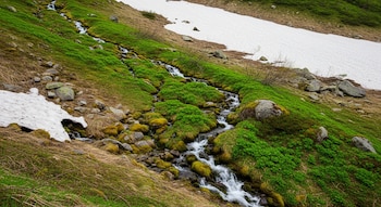 Ladera montañosa cubierta de vegetación verde y parches de nieve blanca, con un arroyo sinuoso fluyendo sobre rocas y musgo.