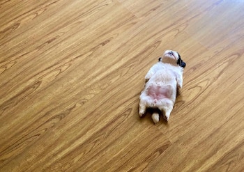 (@therealpaningning)