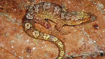 La evolución de esta especie