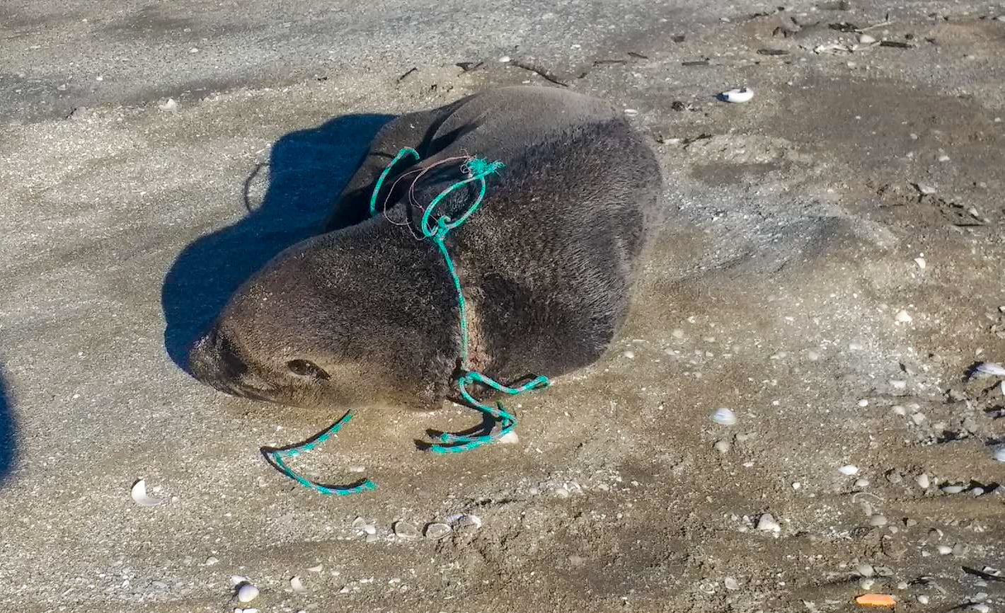 Los fragmentos plásticos se consolidan como el residuo más común en la costa