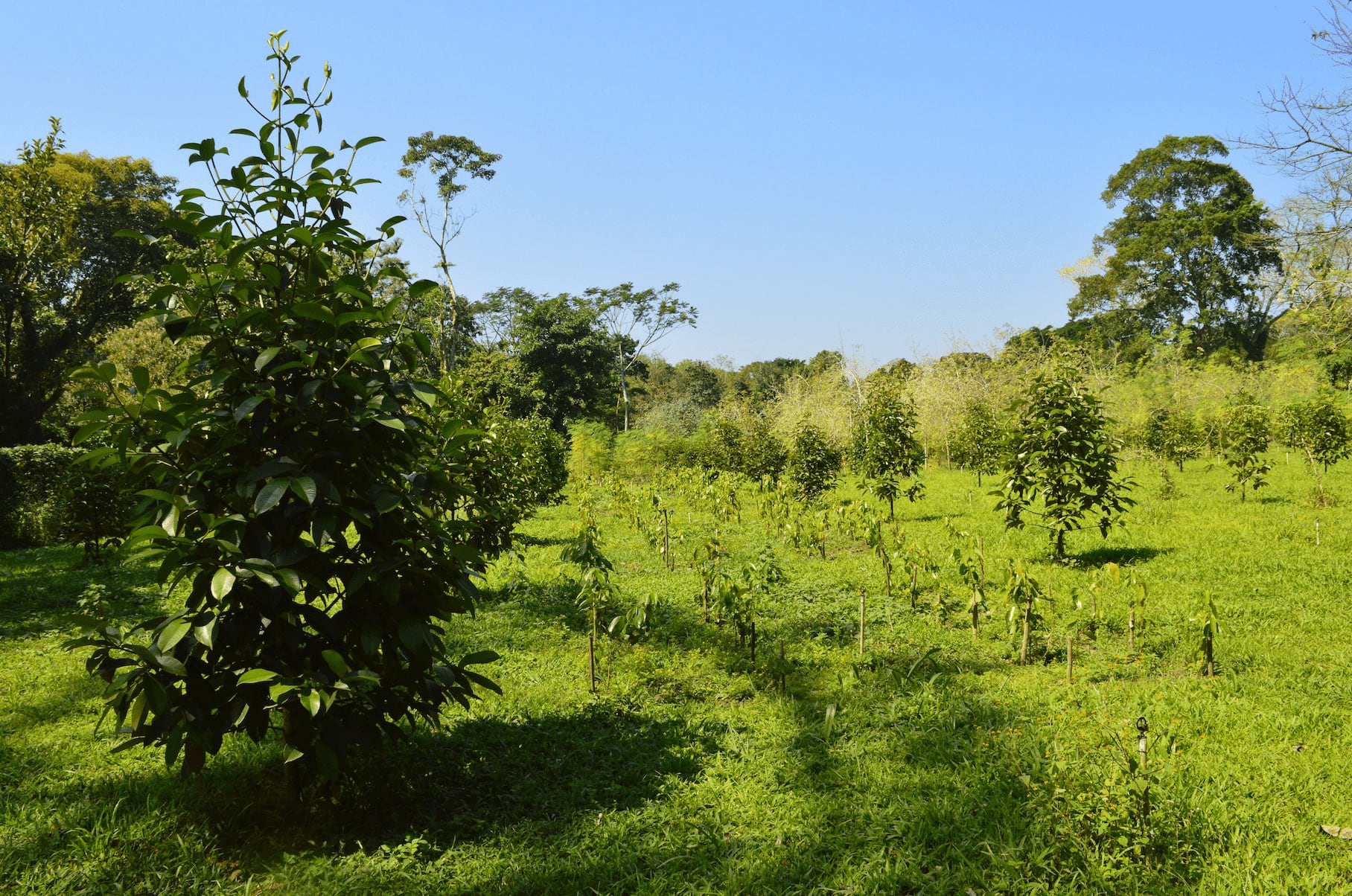 La canela comenzó a sembrarse en México a mediados del siglo XX. (GobMEX)