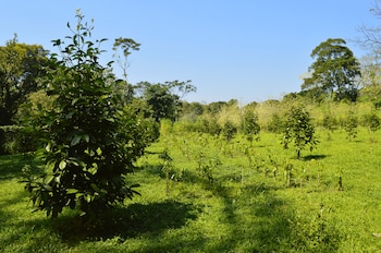 La canela comenzó a sembrarse