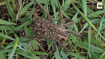 23/03/2021 ¿Habías visto alguna vez a una araña llevando a cuestas a sus crías? .
MADRID, 23 mar. (EDIZIONES) Si hay una imagen que resume una escena de terror para muchos, es ésta: una araña cargando a cuestas decenas de crías en su espalda. A pesar de lo espeluznante que pueda parecer, este comportamiento no es muy común de ver en las arañas, pues es característico de las arañas lobo.
SOCIEDAD
YOUTUBE - CATERS - CARLA JEWELL