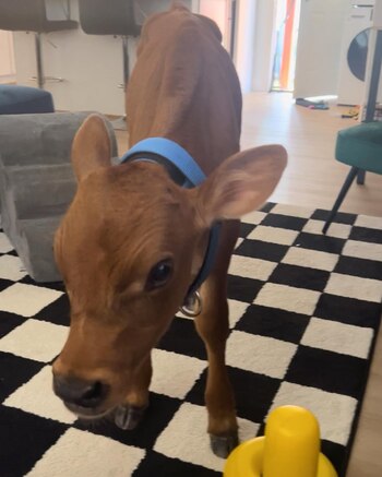 La vaca actualmente vive en