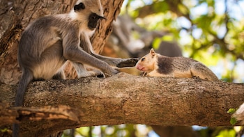 Otros primates, además de los humanos, también disfrutan tener mascotas