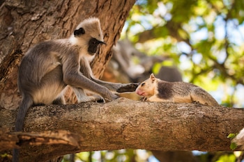A tufted gray langur petting a grizzled giant squirrel in Yala National Park, Sri Lanka. Scientists examined 427 interspecies interactions across 88 primate species finding that every primate, regardless of species, held some behavior that could be linked to pet-keeping. (Senthi Aathavan Senthilverl via The New York Times) Ñ NO SALES; FOR EDITORIAL USE ONLY WITH NYT STORY PRIMATES PETS by BROWN of AUG. 18, 2026. ALL OTHER USE PROHIBITED Ñ
