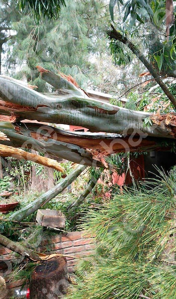 Cayeron dos árboles de su casa sobre la del vecino durante un temporal y deberá indemnizarlo
