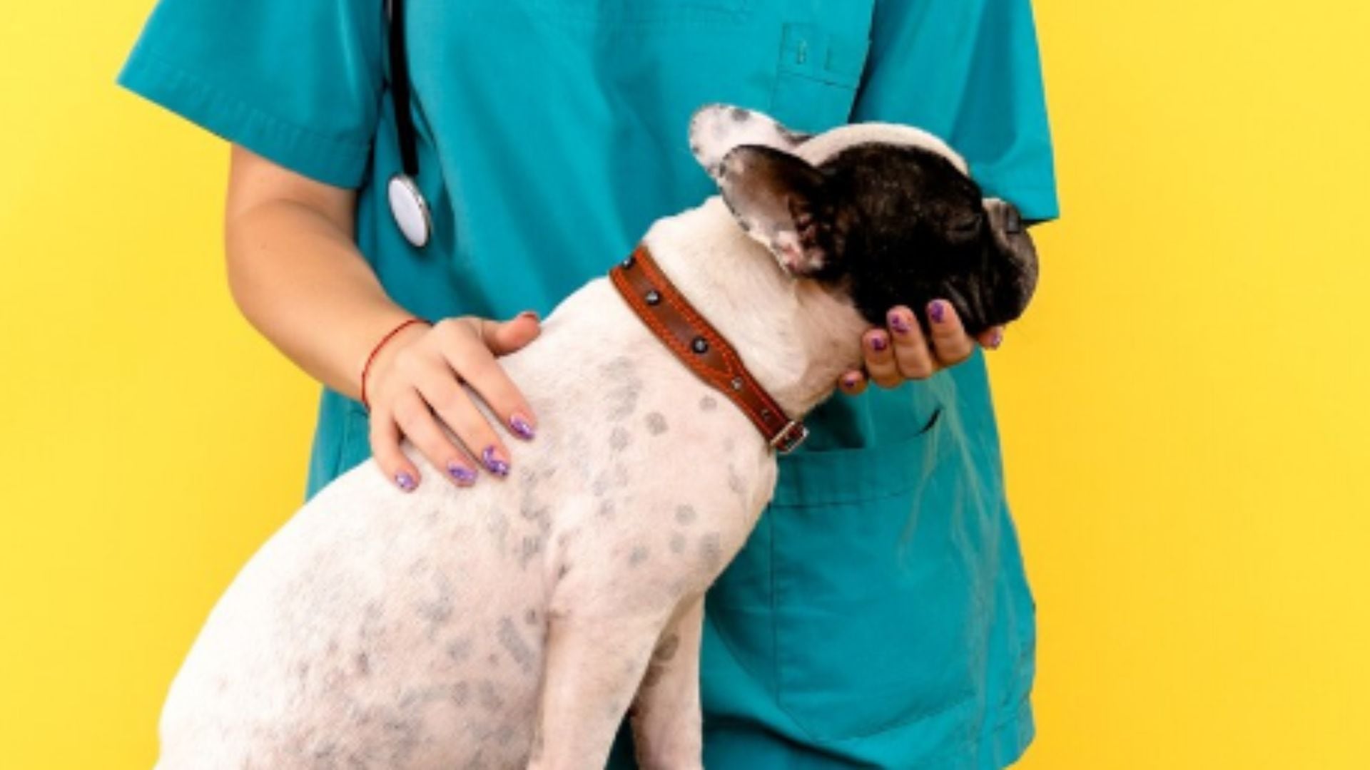 Campaña veterinaria gratis para este 12 de septiembre: ¿Dónde y cuáles son los servicios disponibles?
