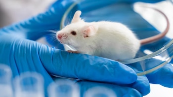 Una vacuna nasal experimental brindó