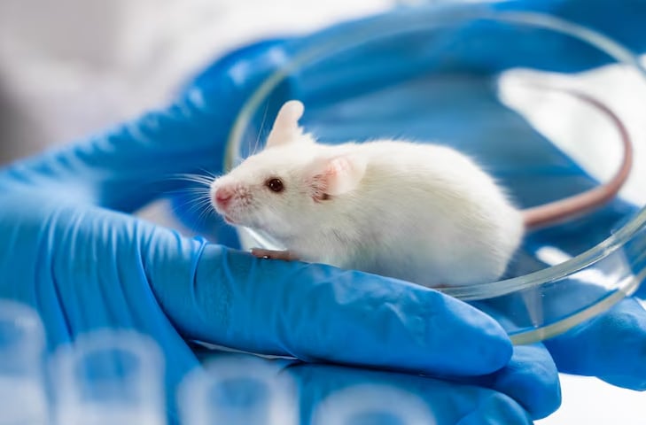 Investigadores suizos consiguen alterar recuerdos en ratones y abren nuevas posibilidades para el tratamiento de trastornos mentales (Freepik)