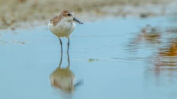 El Calidris pygmaea es una