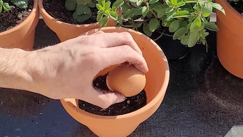 huevo plantas
