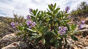 Planta de yerba santa con hojas verdes y flores moradas en un paisaje seco con rocas, ramas secas y un cielo con nubes.
