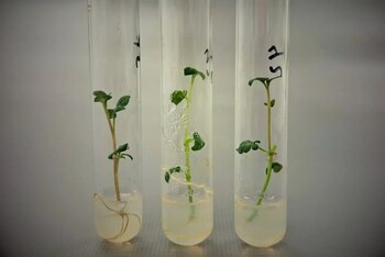 Avanzan en el desarrollo de