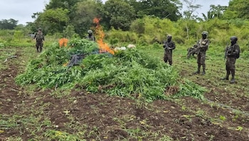 La marihuana erradicada en Petén tenía un valor estimado de 50,974,155 quetzales y fue incinerada en el lugar./(Ejército de Guatemala)