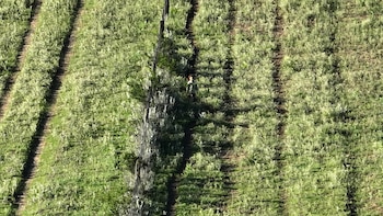 Video: encontraron con un dron