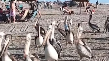 De acuerdo con los pescadores, el puerto Eten registra mortandad de fauna marina - Créditos: Captura de pantalla de Panamericana TV.