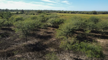 Desde el aire, el dron de Infobae muestra las nuevas plantaciones de algarrobo hechas por los lugareños de Vinalito, Jujuy. Restauración forestal, captura de carbono y conservación del bosque nativo. Innovación y desarrollo productivo