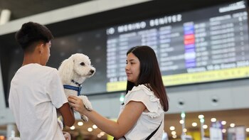 Viajar con tu mascota en