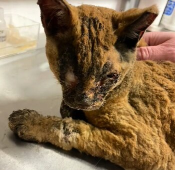 Los veterinarios sospechan que sus