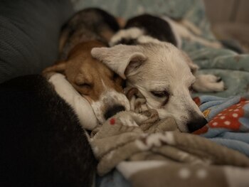 La labor del ACSPCA no