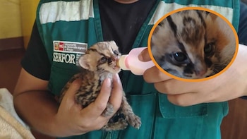 “Shifu”, el bebé tigrillo rescatado en Junín, lucha por sobrevivir tras ser alimentado con leche casera
