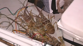 Tres langostas vivas sobre una superficie blanca, rodeadas de cables de colores y tubos transparentes, junto a una caja de almacenamiento blanca