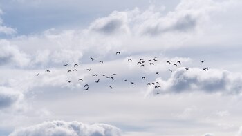 Nuevos modelos explican los límites