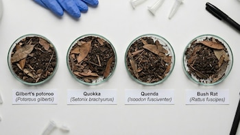 Cuatro placas de Petri con suelo y hojarasca, etiquetadas: Gilbert's potoroo, Quokka, Quenda, Bush Rat. Guantes azules y herramientas de laboratorio sobre fondo blanco