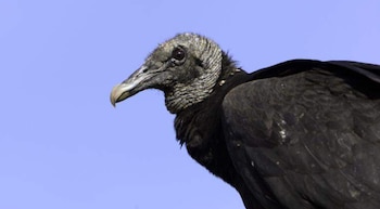 Primer plano de un buitre negro con cabeza gris arrugada y pico claro, con plumaje oscuro, contra un fondo de cielo azul brillante