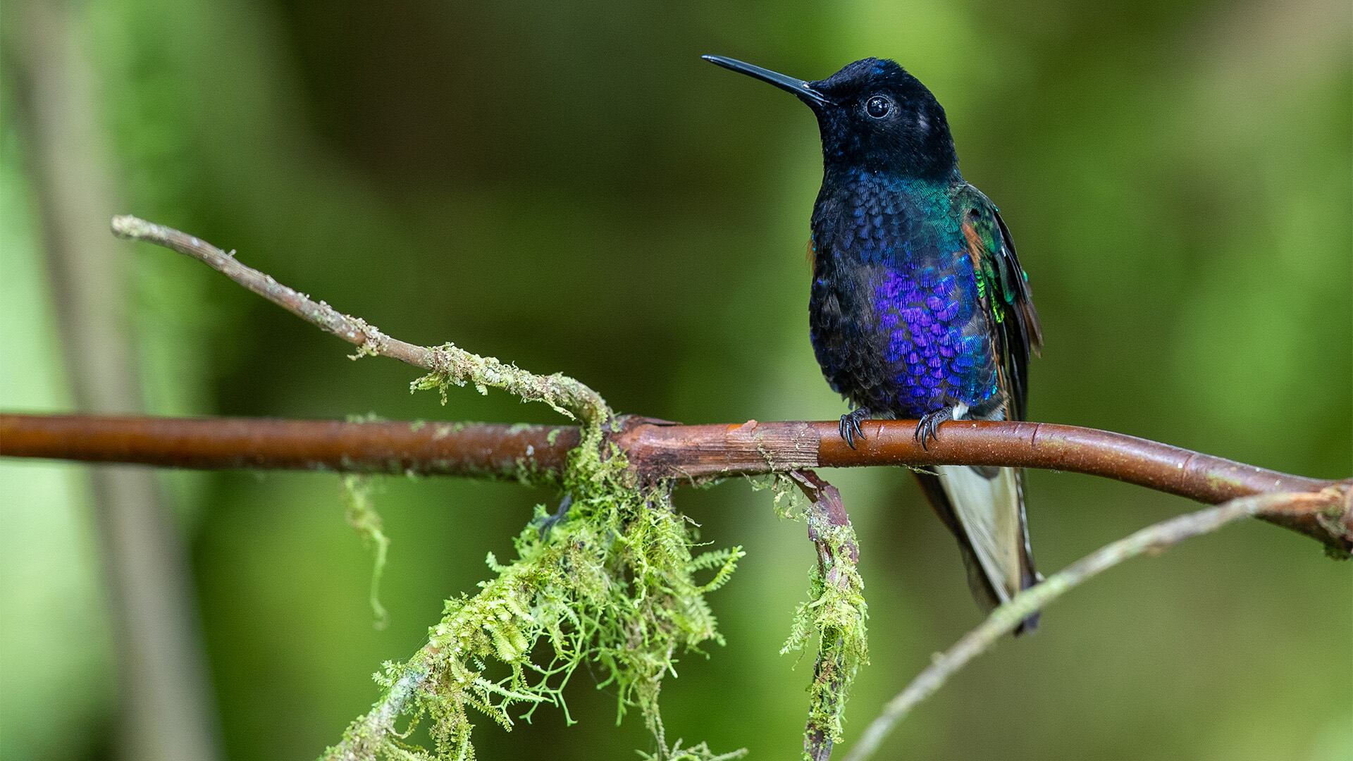 El Día de San Valentín incrementa la demanda de colibríes vivos y amuletos en mercados esotéricos, poniendo en riesgo especies protegidas. |Foto: EFE