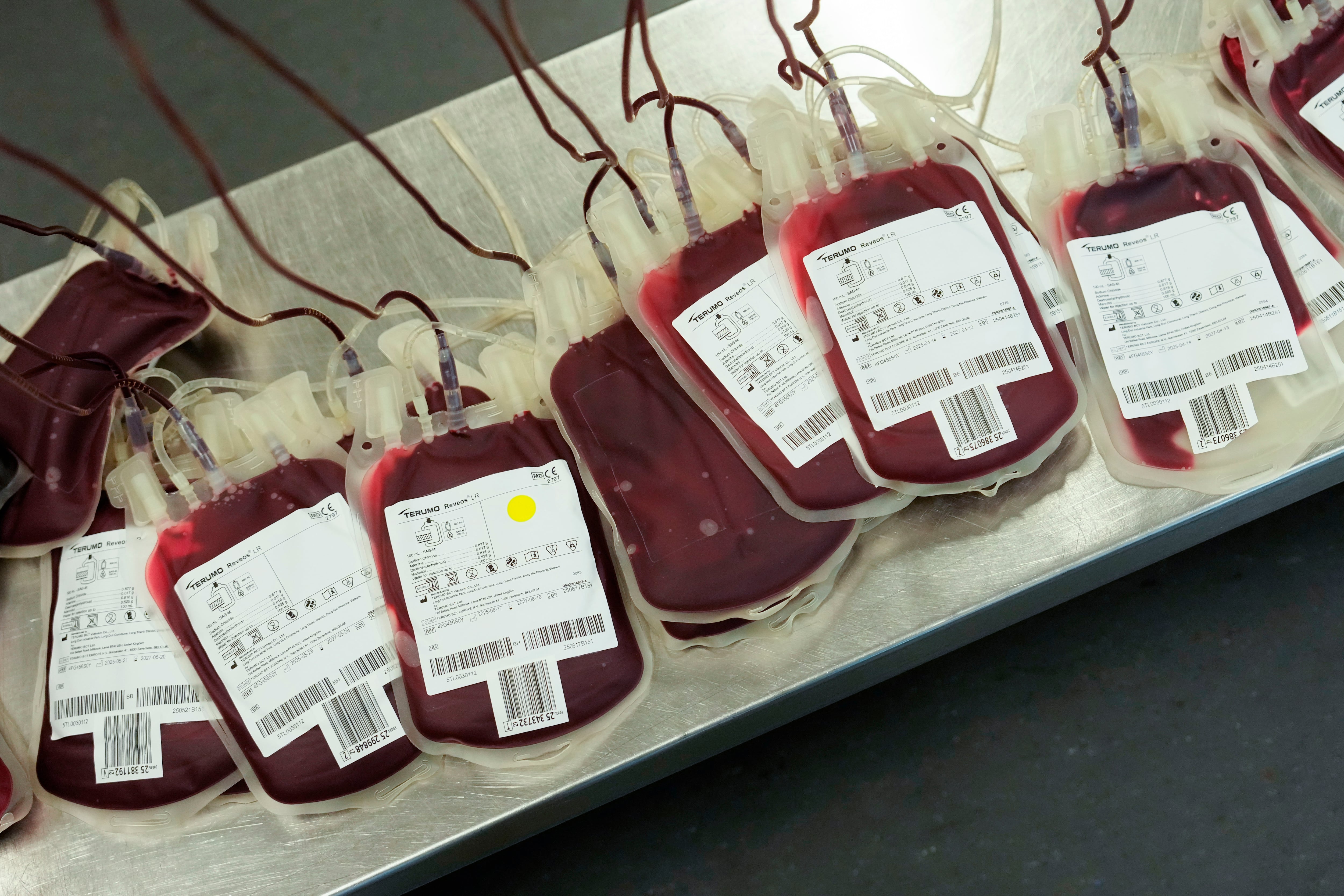 El grupo sanguíneo O positivo es el más frecuente en Estados Unidos, con un 37,5 % de la población, mientras que AB negativo apenas alcanza el 0,5 % (EFE/Enric Fontcuberta)