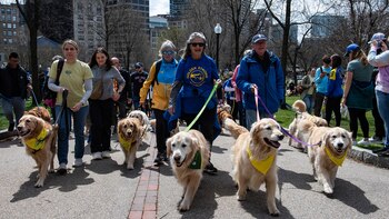 Cientos de golden retrievers se