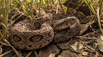 Una serpiente de escamas marrón claro con manchas ovaladas oscuras enroscada sobre tierra seca y brotes de hierba.