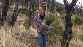 Voluntarios plantaron semillas de ciprés