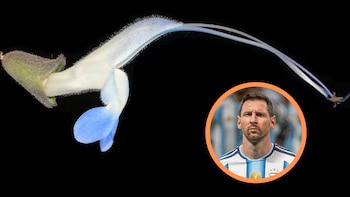 Messi tiene su propia flor: científicos descubren una nueva especie en los Andes del Perú y la bautizan en honor al astro argentino