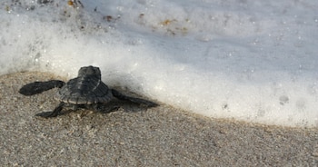 Archie Carr National Wildlife Refuge