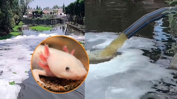 Santuario denuncia agua contaminada en canales de Xochimilco: este es el hábitat del ajolote mexicano