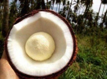 La manzana de coco es